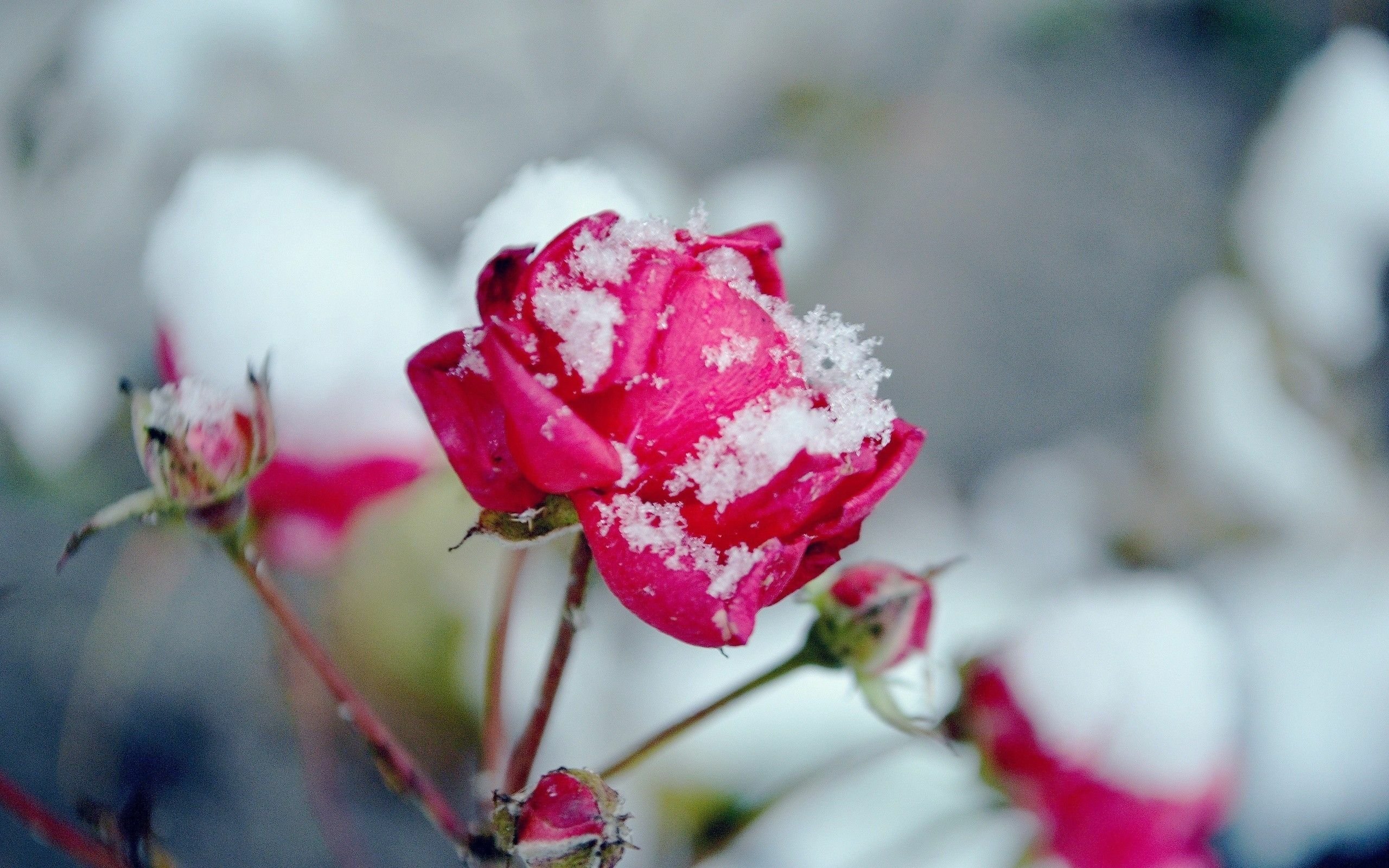 Картинки цветов в снегу. Сноу Флауэр. Цветы в снегу. Цветы зимой. Красивые зимние цветы.