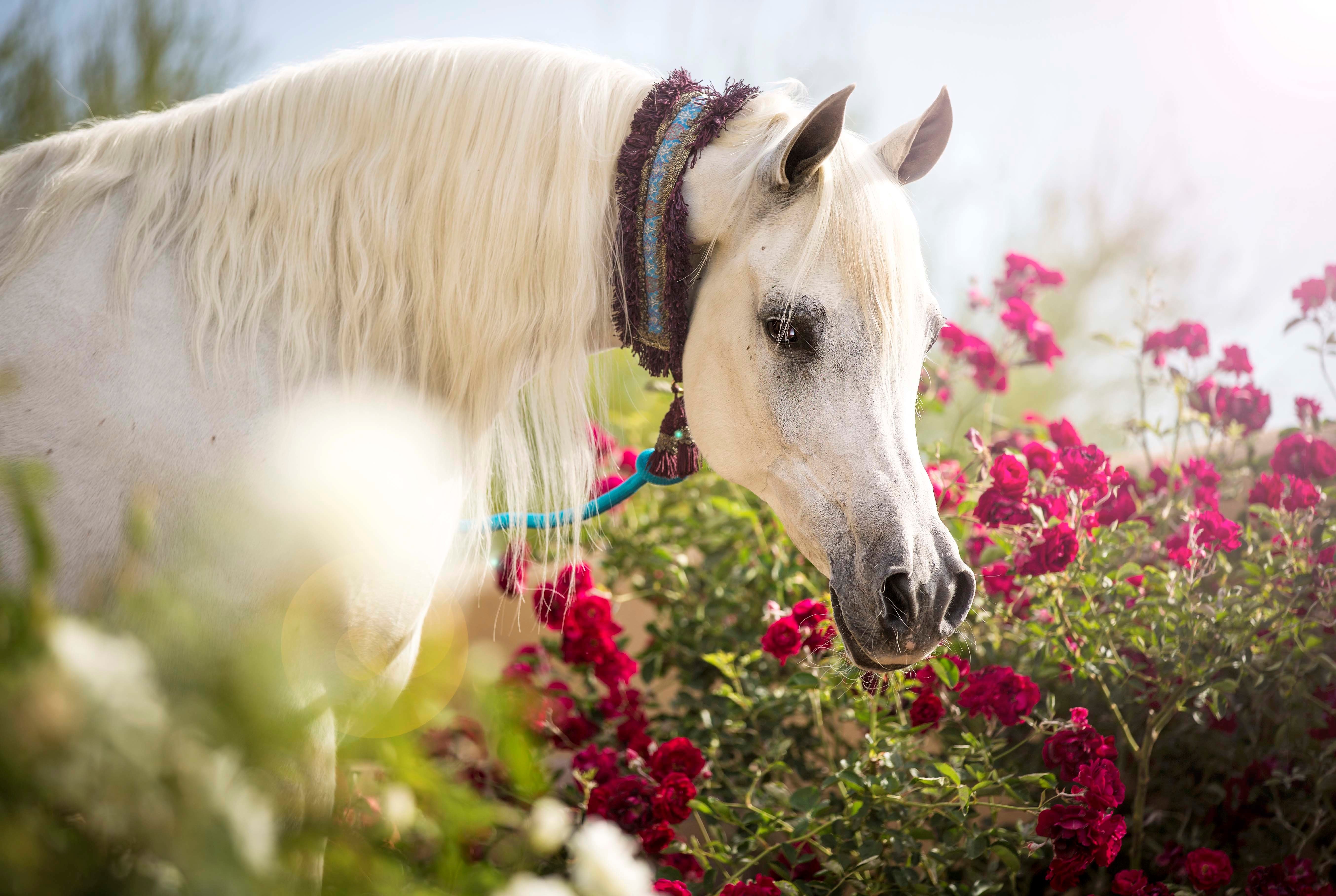 Эта лошадь красива и своенравна. Красивые лошади. Лошадь в цветах. Картинки лошадей красивые на заставку. Белая лошадь.