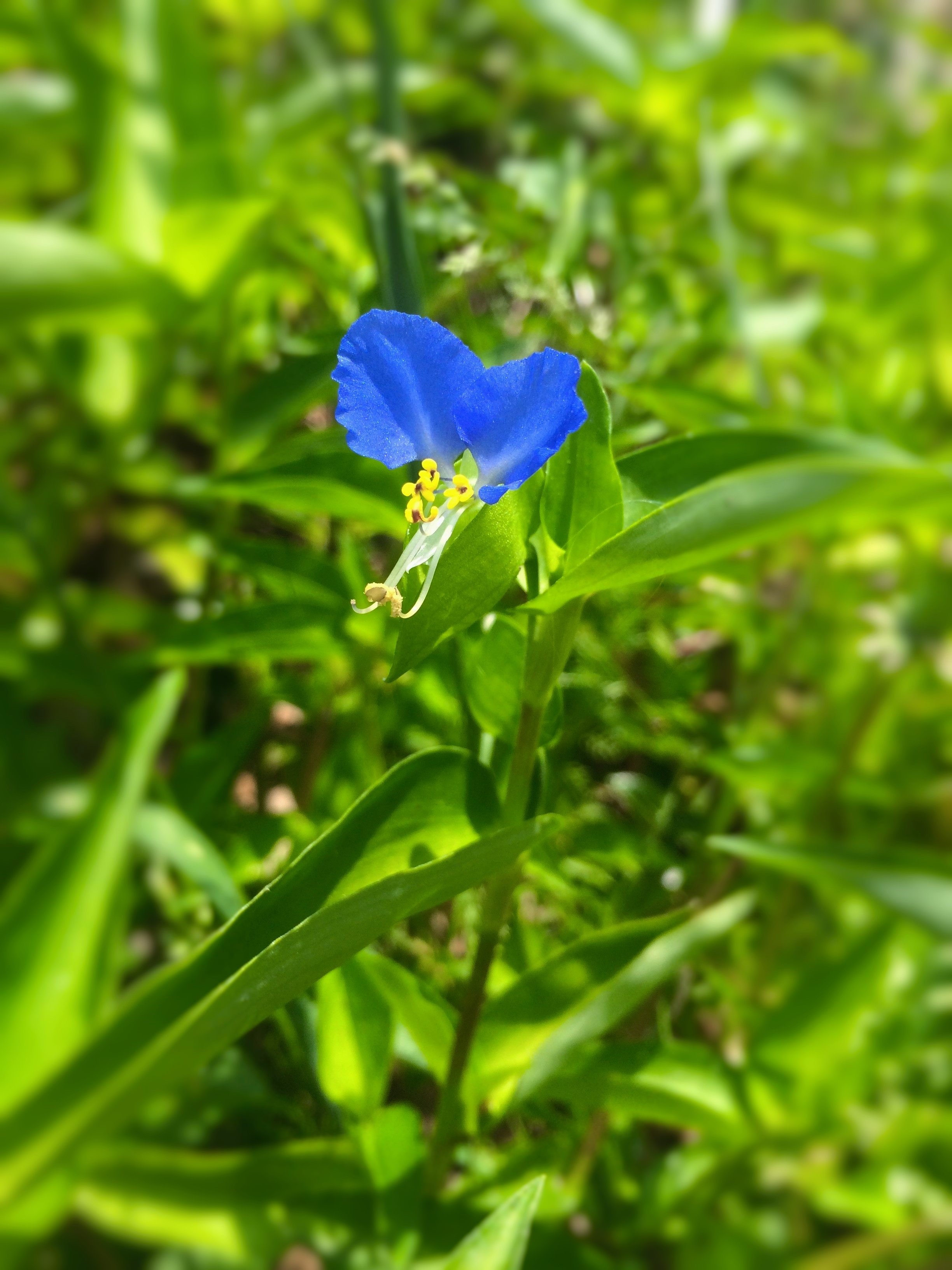 Сорняк с цветочками. Коммелина обыкновенная. Синий цветок дикорастущий. Сорняк с голубыми цветами.