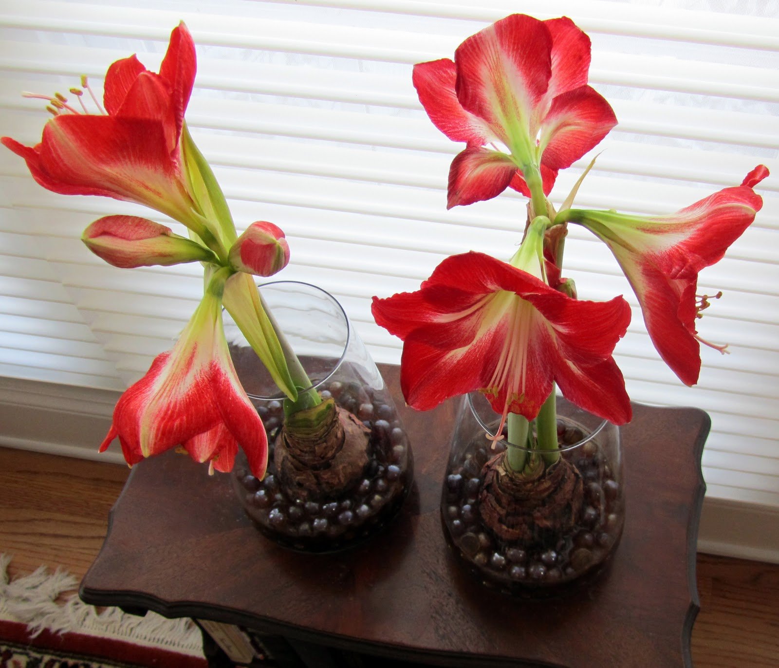 Цветок амариллис как ухаживать в домашних условиях