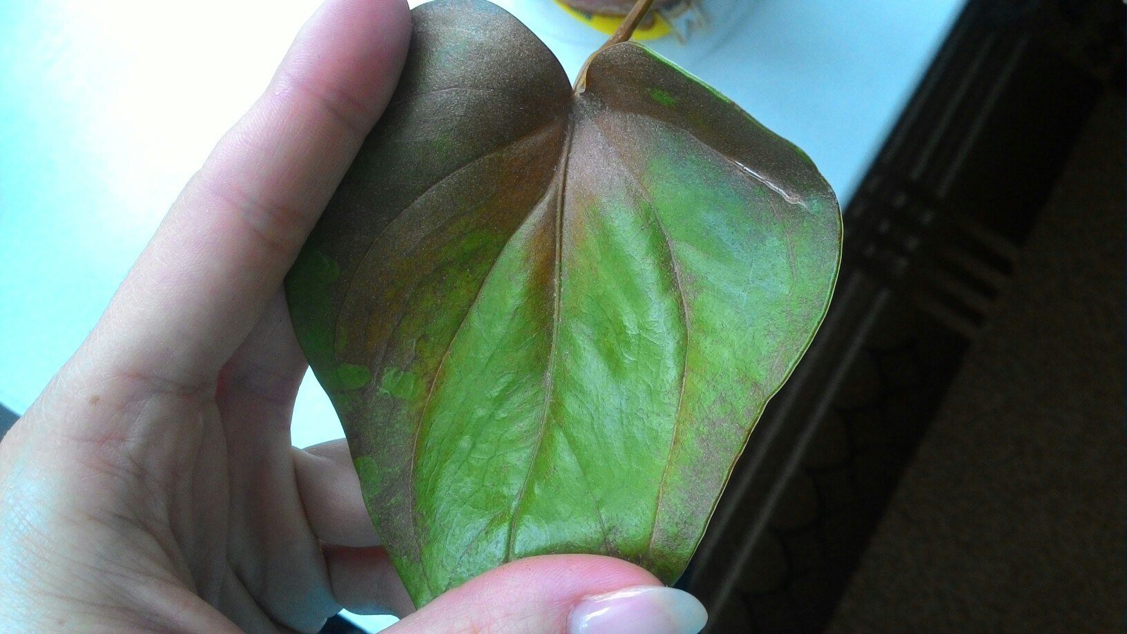 антуриум пятна на листьях фото