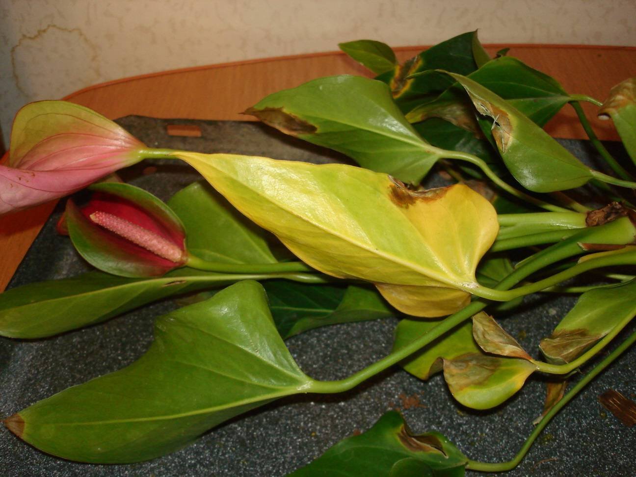 Желтеют листья у комнатных растений что делать