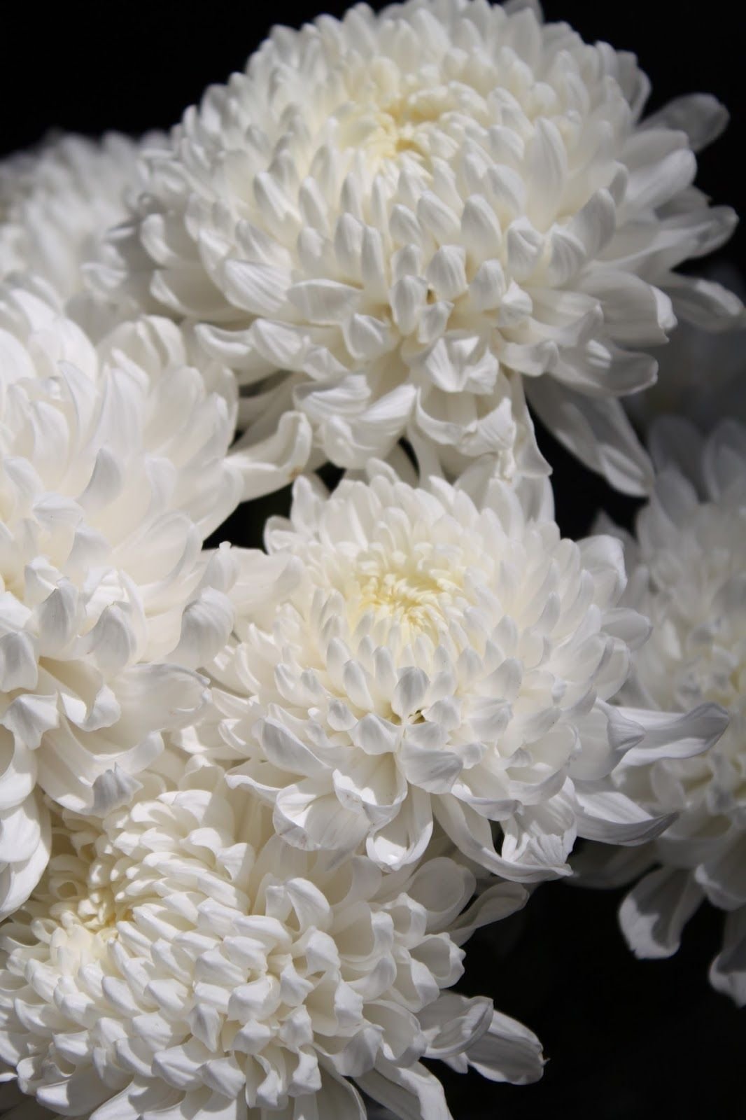 белые пышные цветы