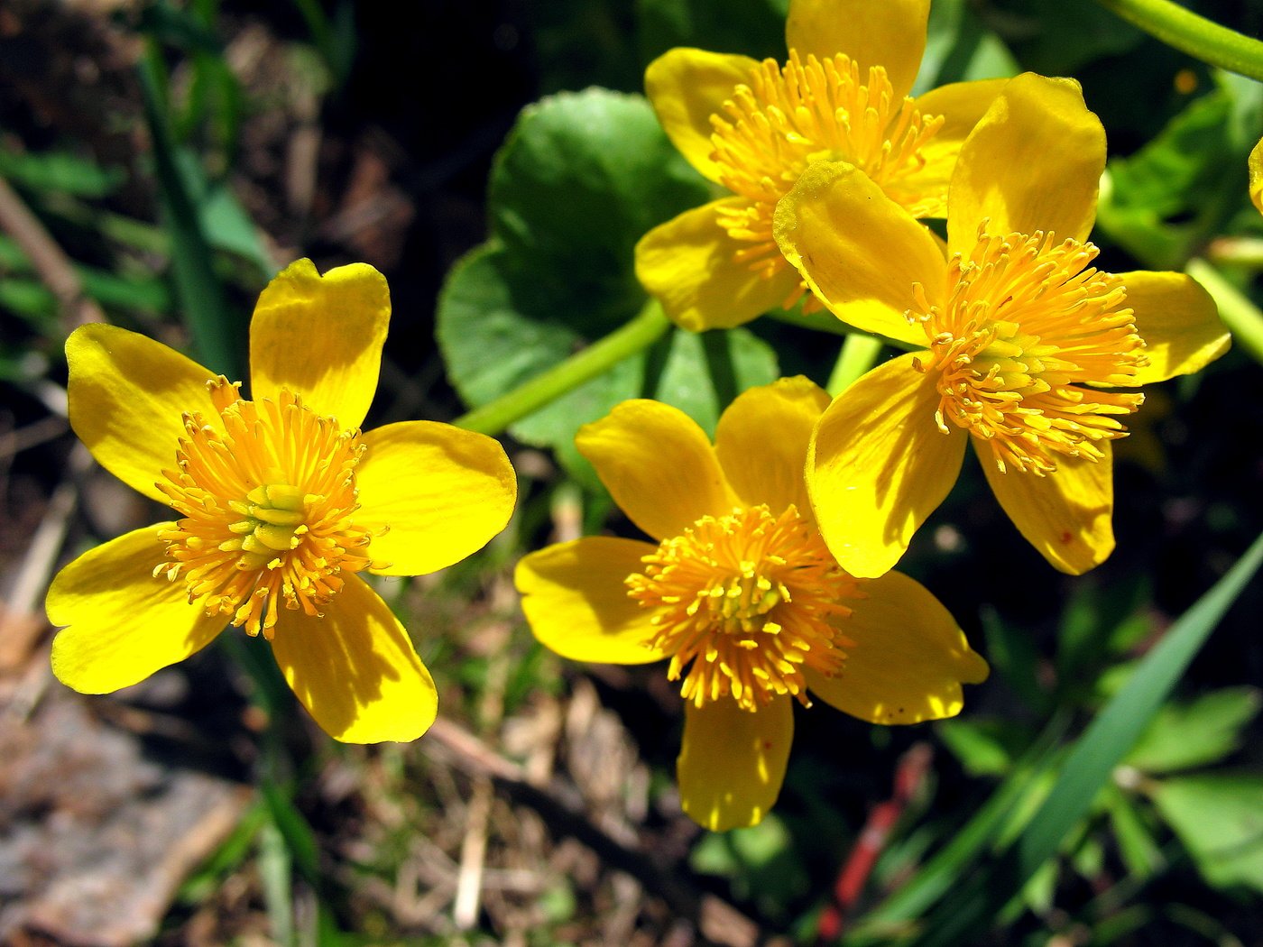 Желтые первые весенние цветы - 80 фото