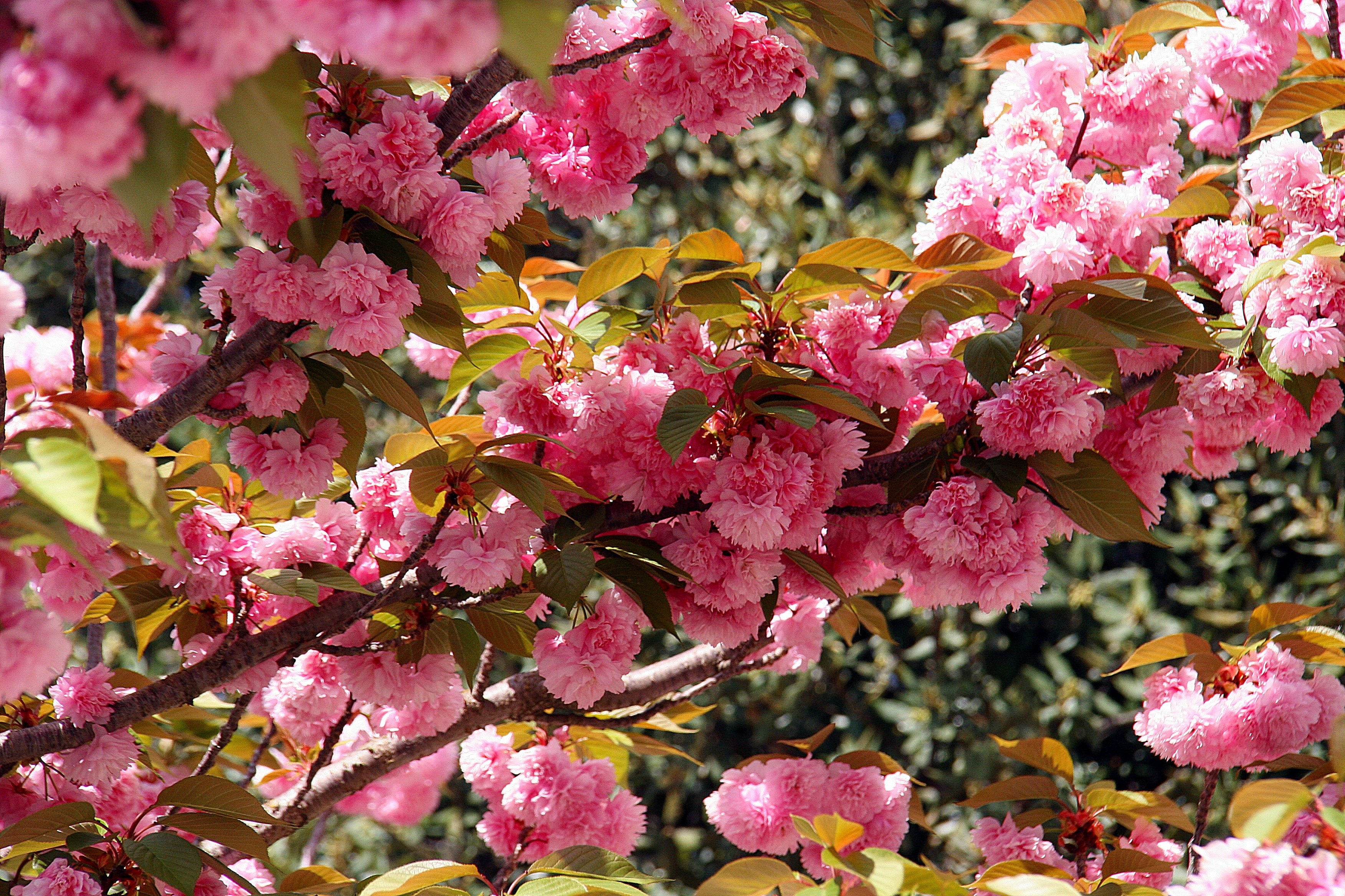 Розовые цветущие кустарники весной. Кустарник красивоцветущий Сакура. Сакура Канзан. Сакура вишня куст. Вишня розовоцветущая.