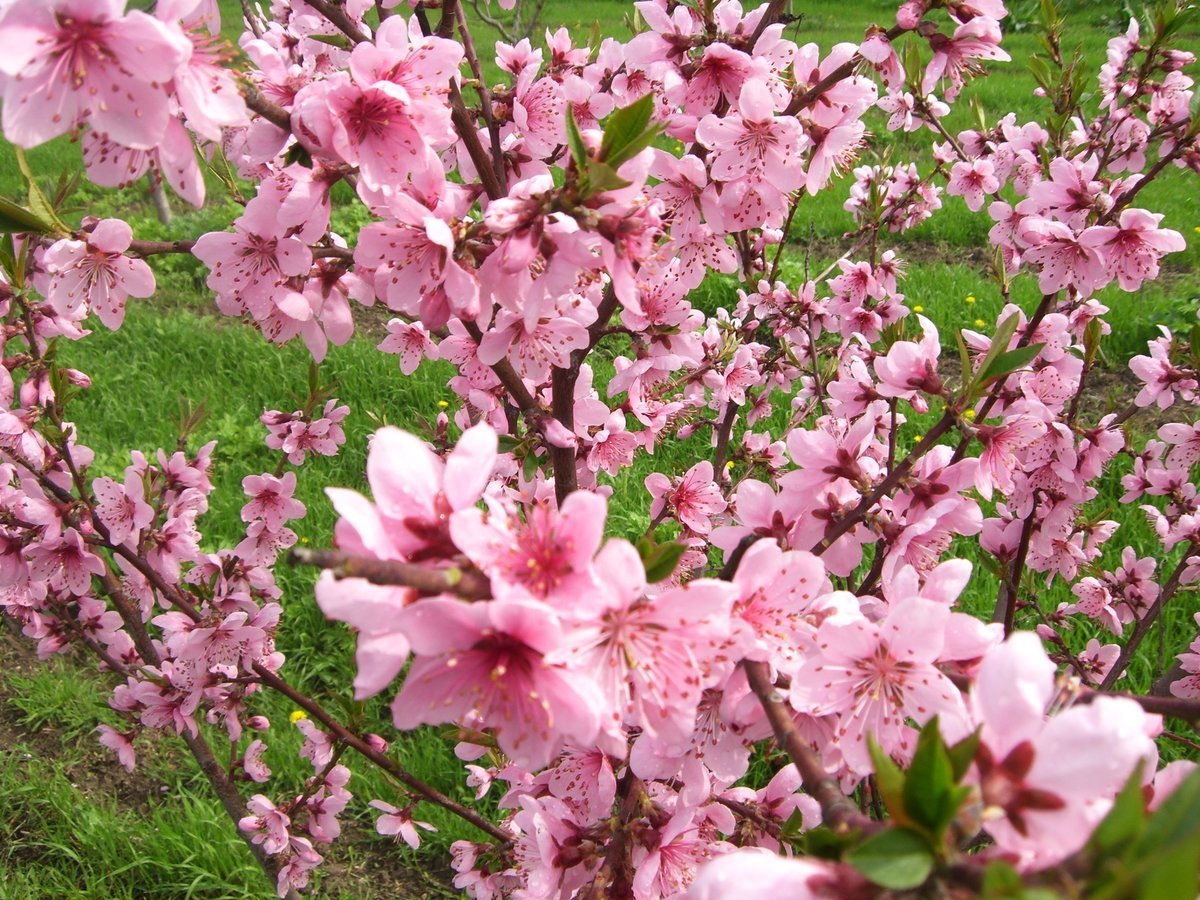 Куст цветет розовыми цветами весной фото и название