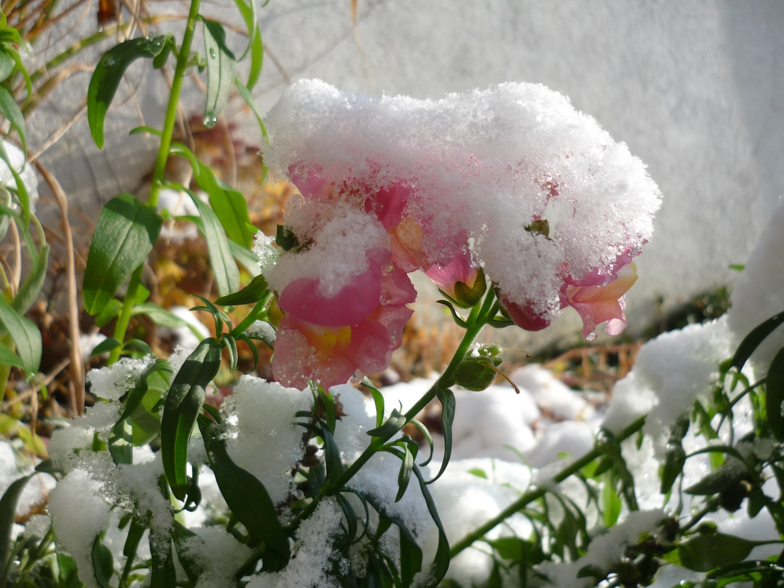 Цветок зима красивая. Зимние цветы. Растения под снегом. Цветы снежок. Цветы зимой.