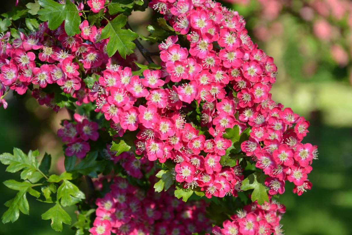 Декоративный кустарник с розовыми метелками название и фото