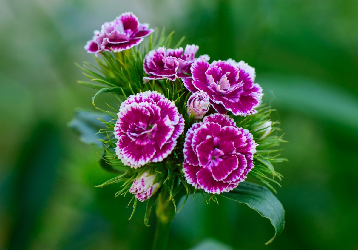 Цветы турецкая гвоздика - красивые фото