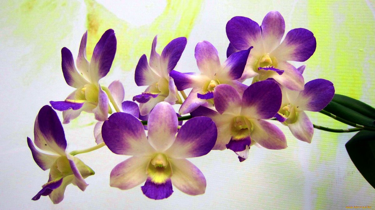 Орхидея Святой дух