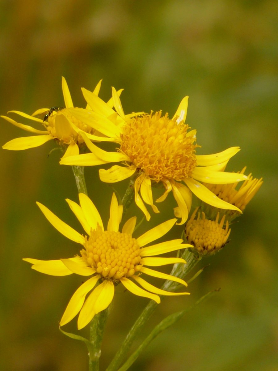Лекарственное растение с желтыми цветами