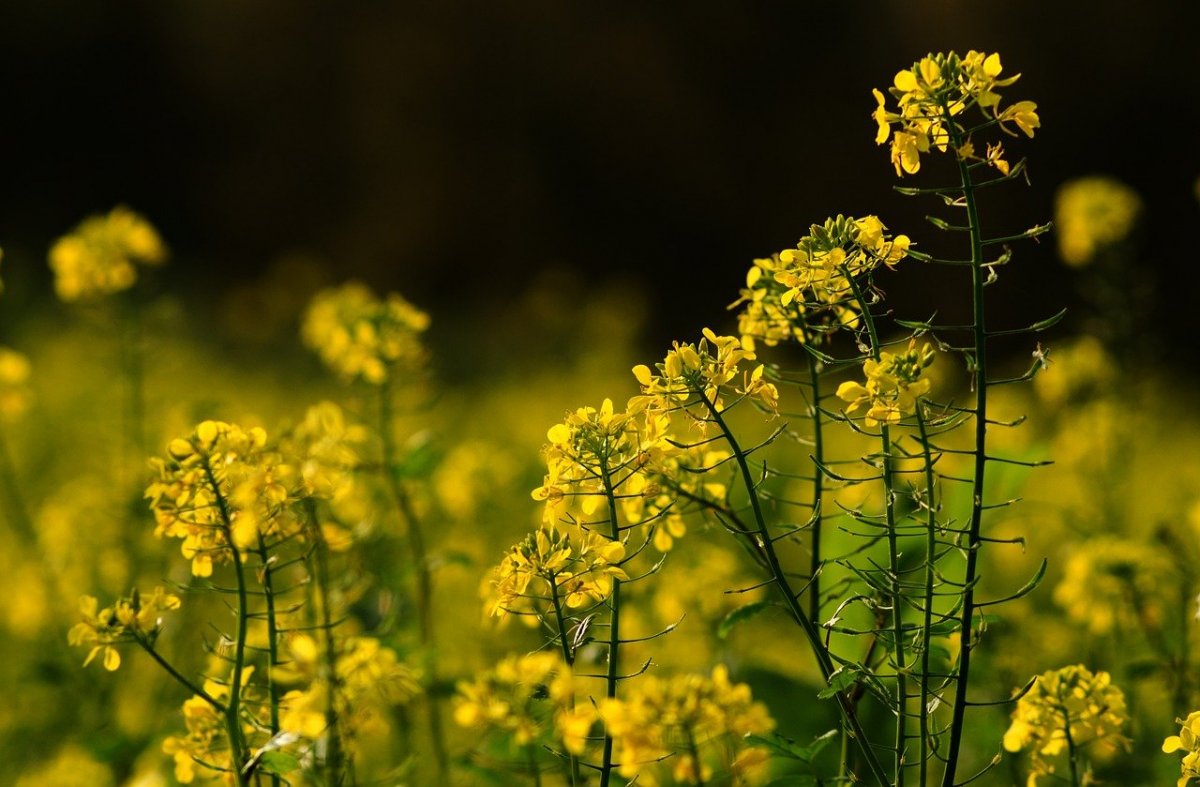 Полевое растение с желтыми цветами
