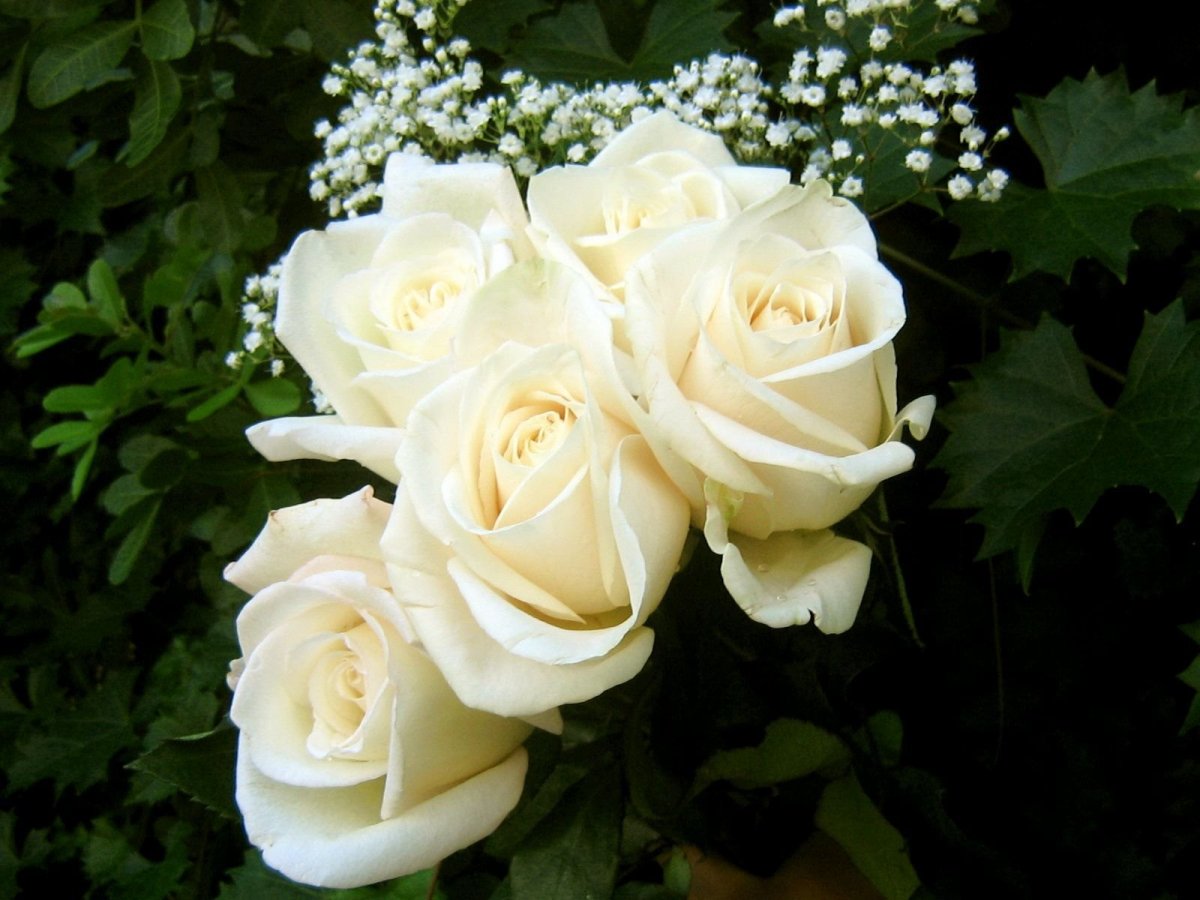 Роскошные белые розы