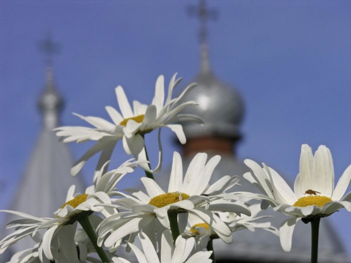 Полевые цветы и храм