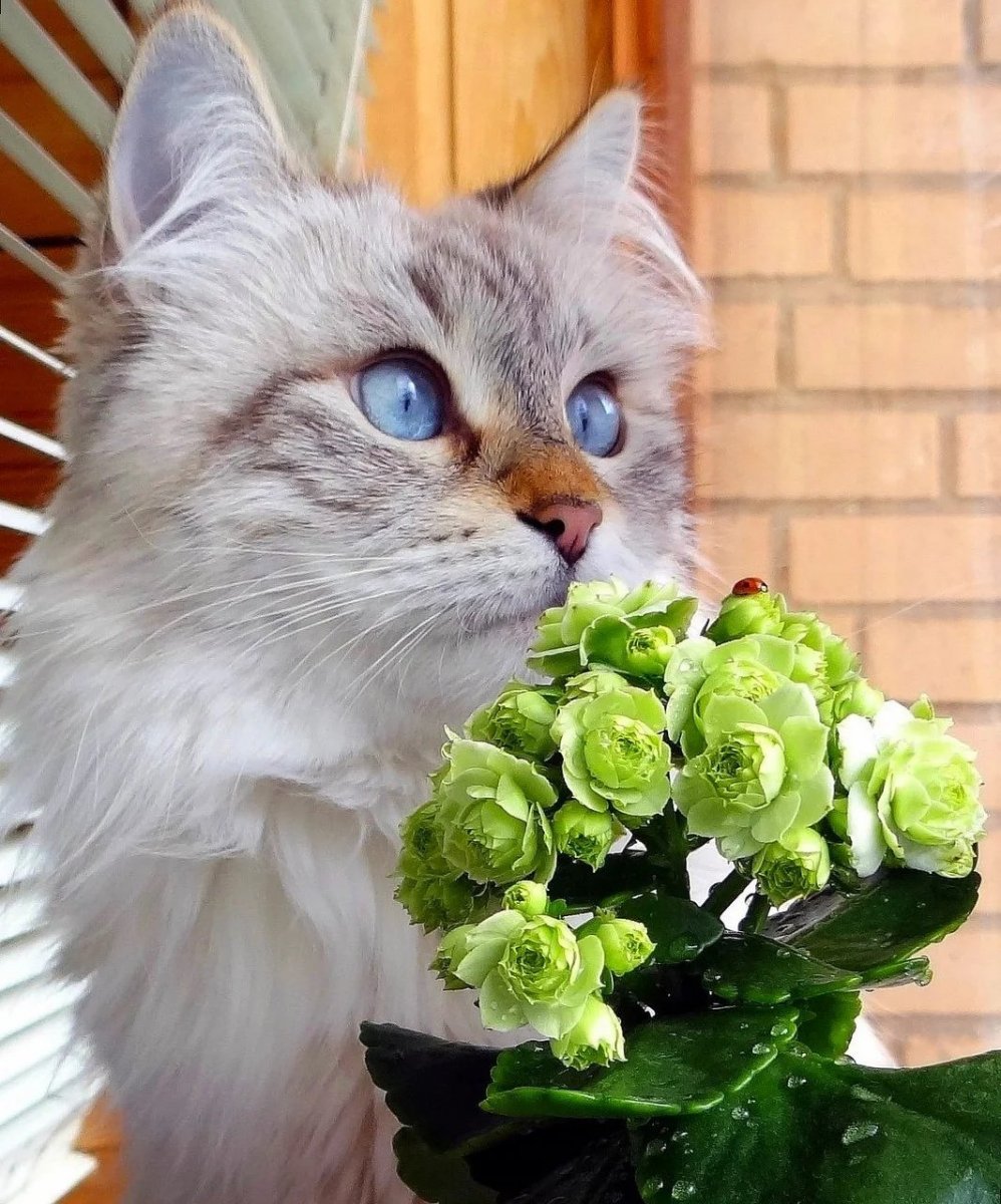 Котенок с цветами. Красивые кошечки. Красивые коты. Котик с букетом. Красиво про кота