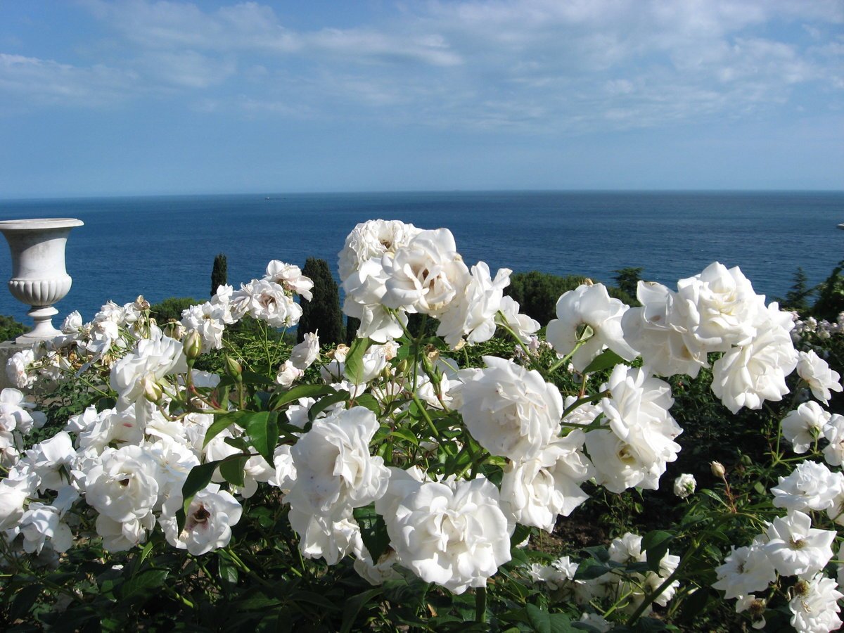 Поле белых роз - 35 фото