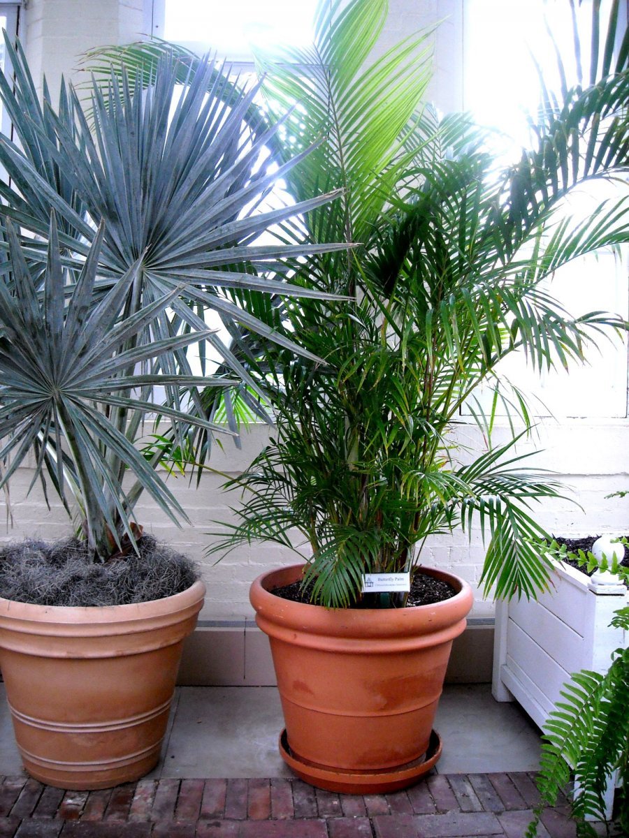 Пальмовидные Комнатные Растения Фото И Названия