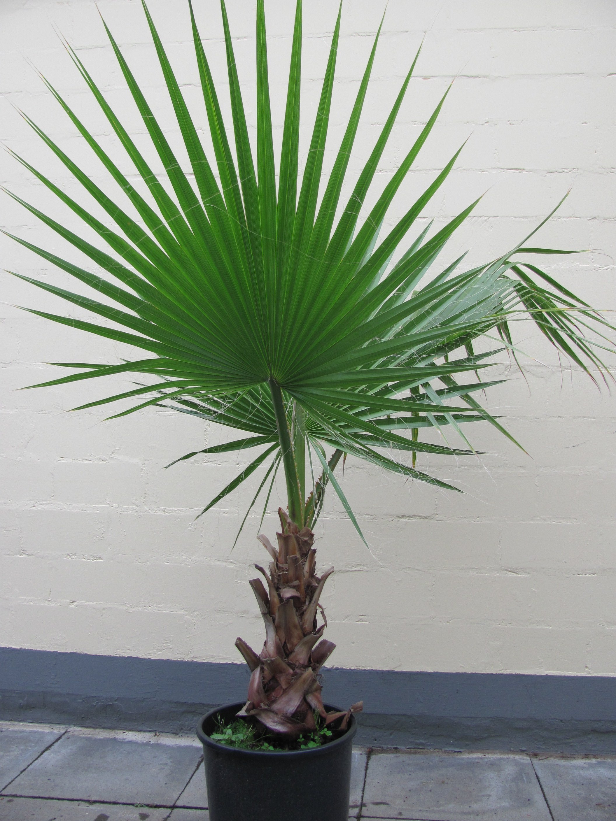 Комнатное растение название пальмы. Вашингтония Филифера. Вашингтония нитеносная. Пальма Вашингтония нитеносная. Веерная Пальма Вашингтония.