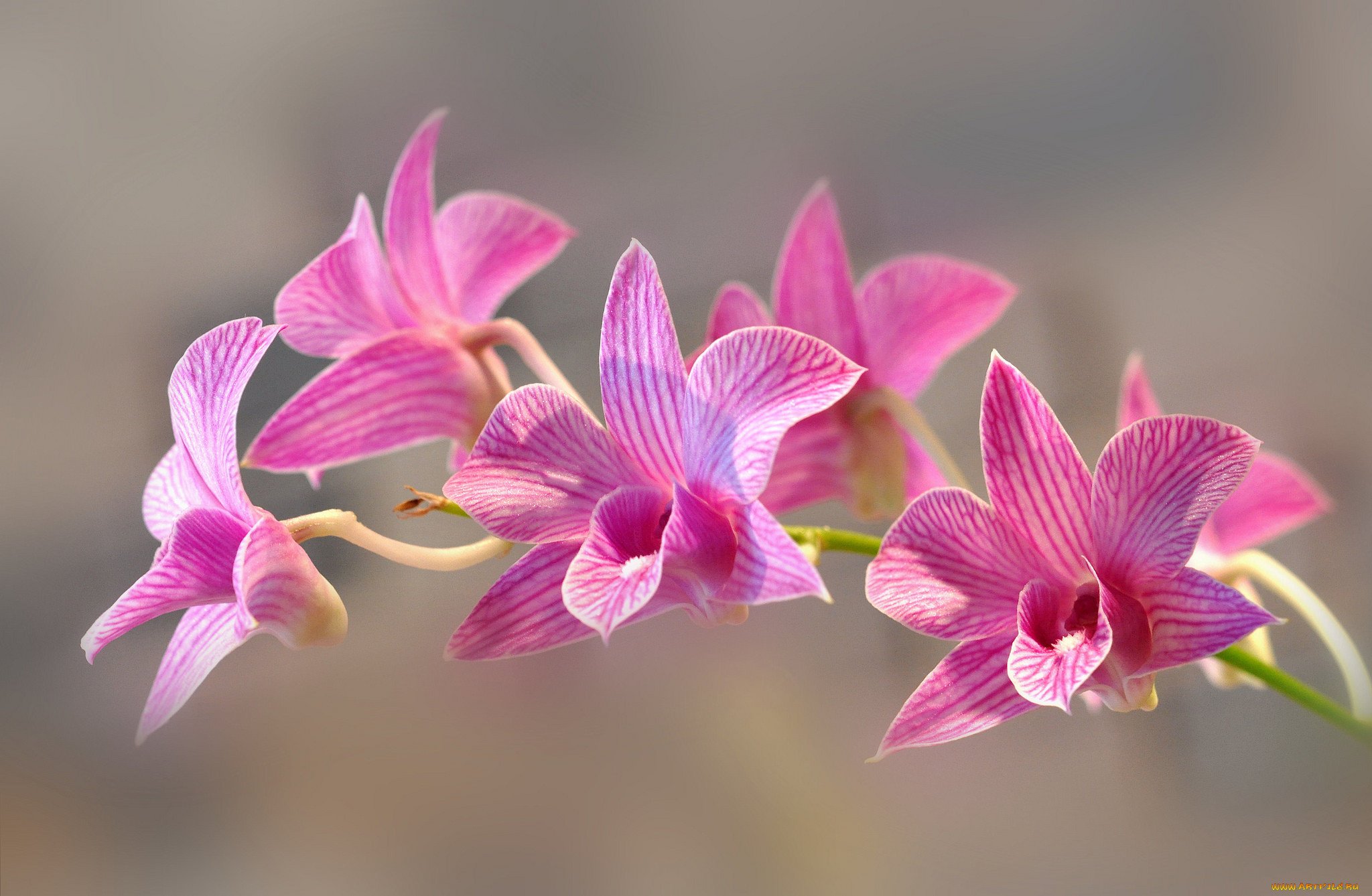Flowers orchids. Соцветие орхидеи. Орхидея фаленопсис соцветие. Орхидея Exotica. Орхидея Phalaenopsis spotted.
