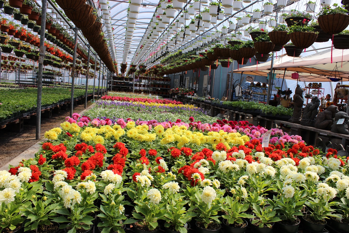 Растения которые люди специально выращивают. Цветы Эквадор Greenhouses. Оранжерея Ставрополь Цветочная. Цветочный рассадный тепличный бизнес. Цветоводство открытого грунта.