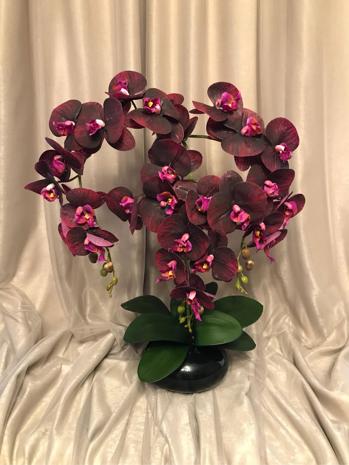 Купить орхидею в сочи. Орхид22. Орхидея Phalaenopsis Qwirkle. Орхидея фаленопсис черная. Фаленопсис Квиркл.