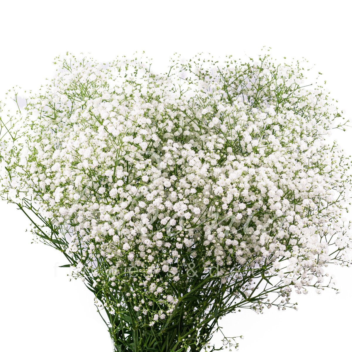 Маленькие белые цветы для украшения букетов