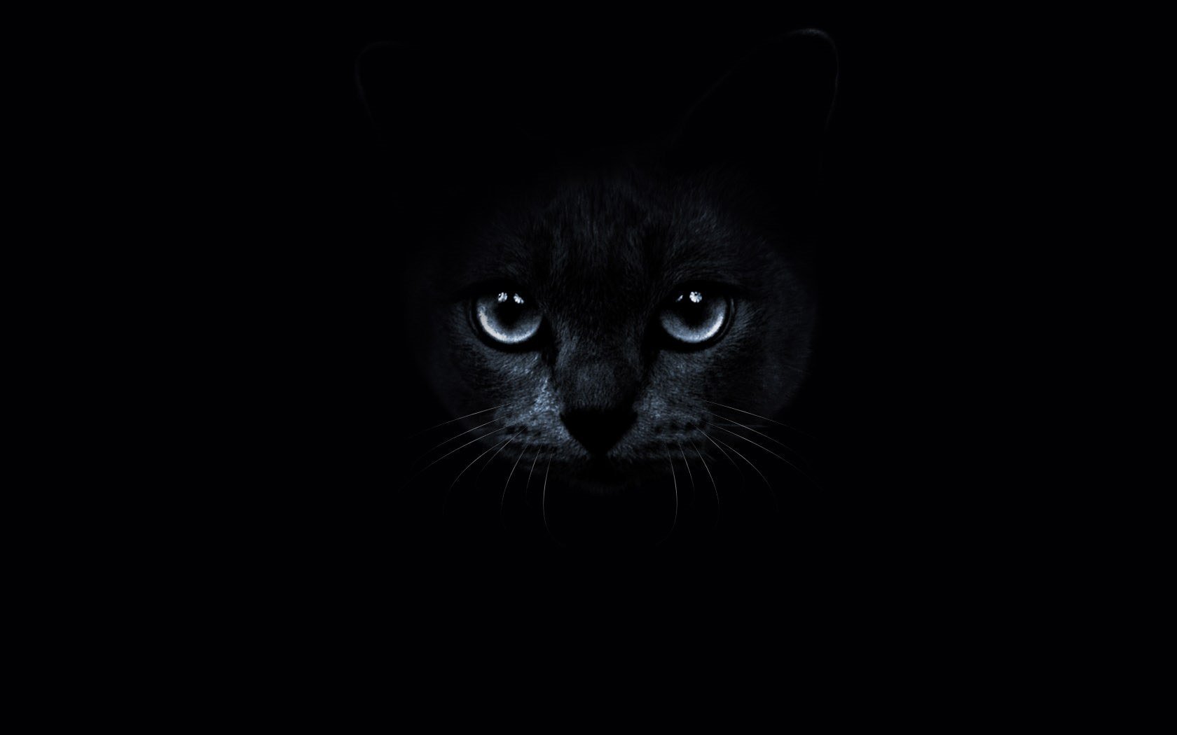 Черная кошка на черном фоне