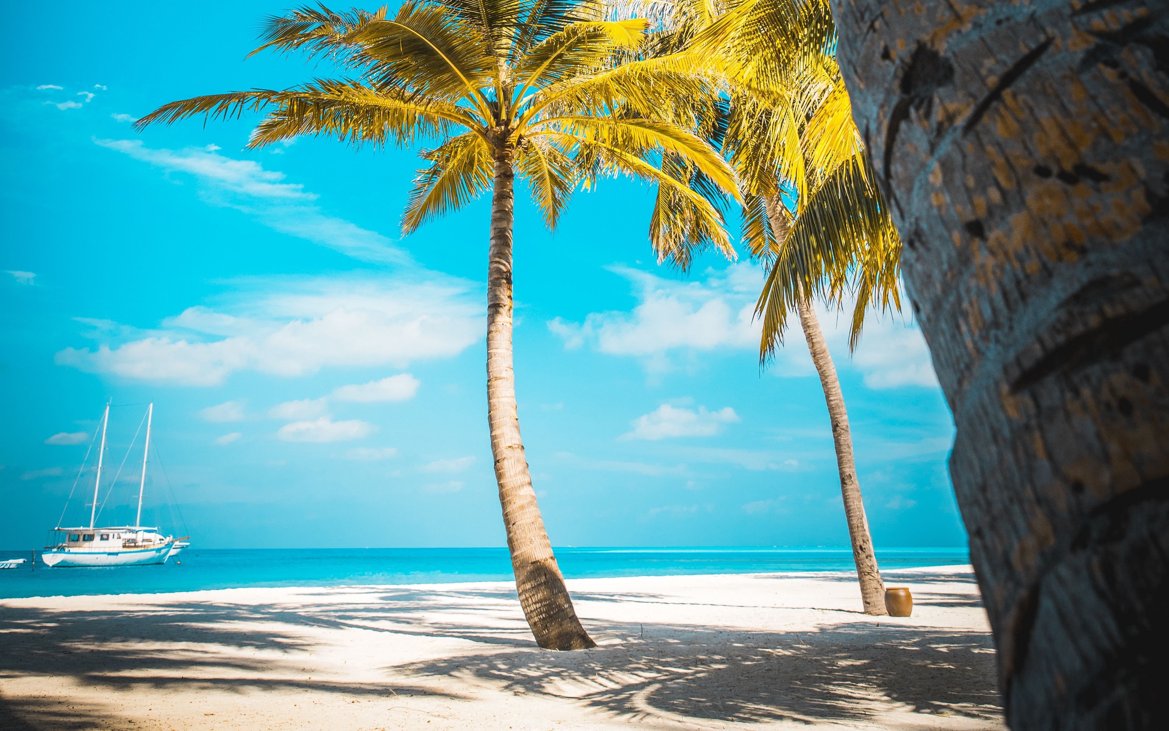 Beach tree. Парадиз остров Карибского моря. Гавайи Мальдивы Карибы. Обои пальмы. Море пальмы и песок.