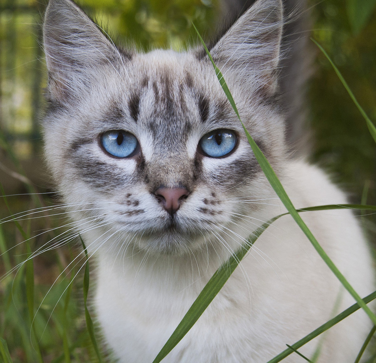 Кошки с серыми глазами порода. Порода Охос азулес. Порода кошек Охус асулес. Охос азулес кошка. Охос азулес голубоглазка.