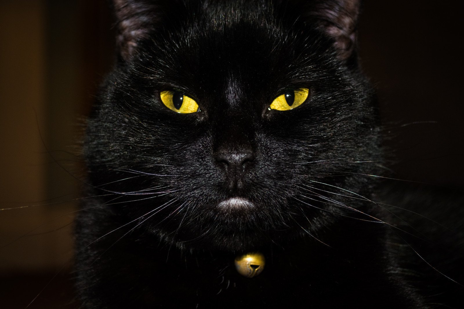 Черная кошка россия. Бомбейская кошка пушистая. Чёрный кот. Черные коты. Чёрный котёнок с жёлтыми глазами.