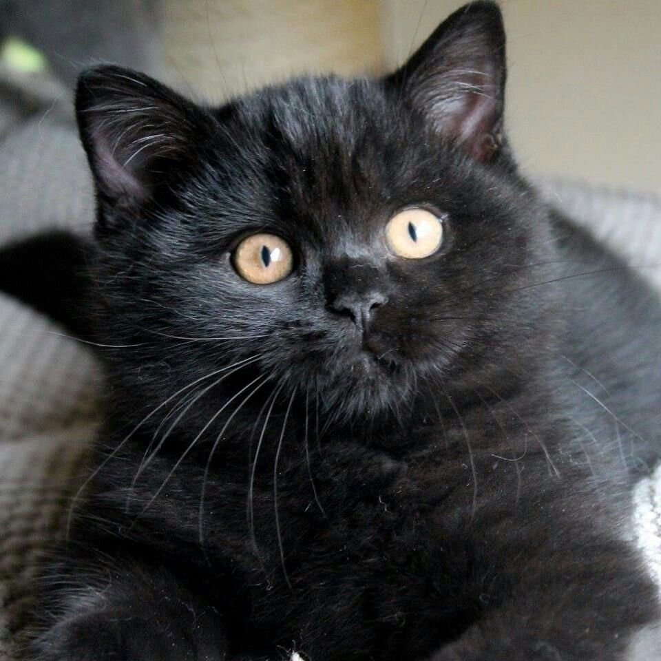 Британская короткошерстная кошка черная - красивые фото