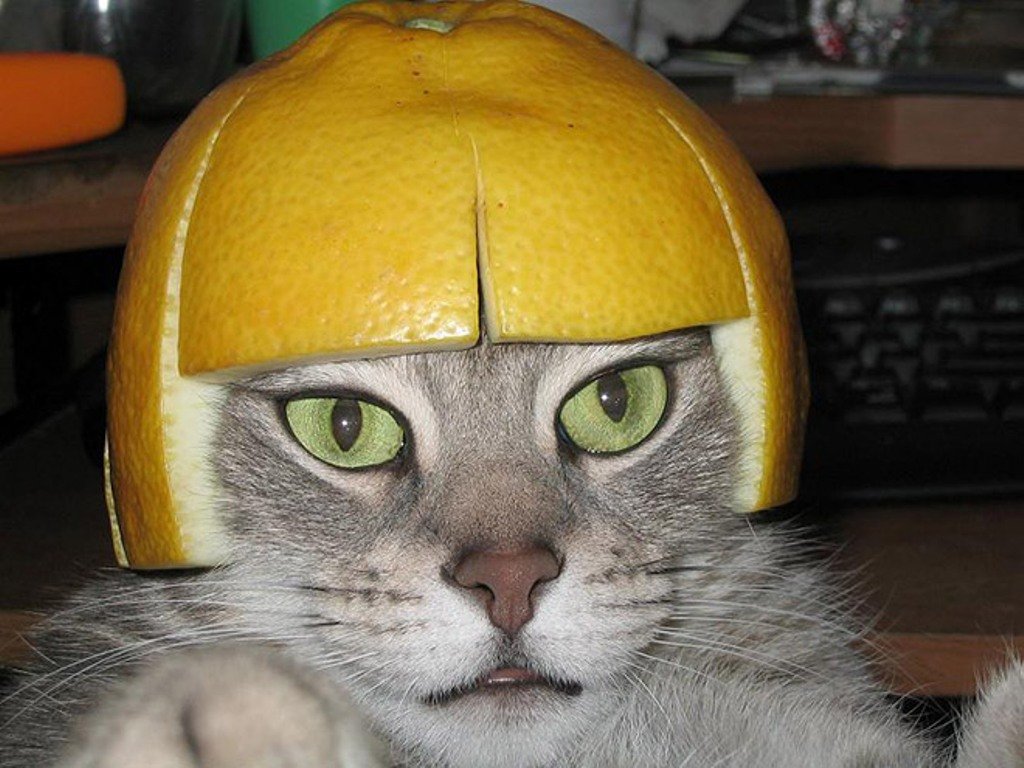 Кот с арбузом на голове
