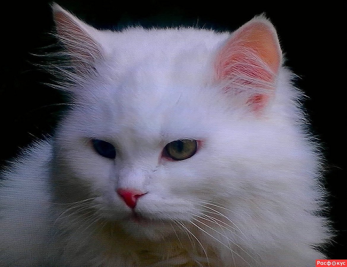 Котенок альбинос