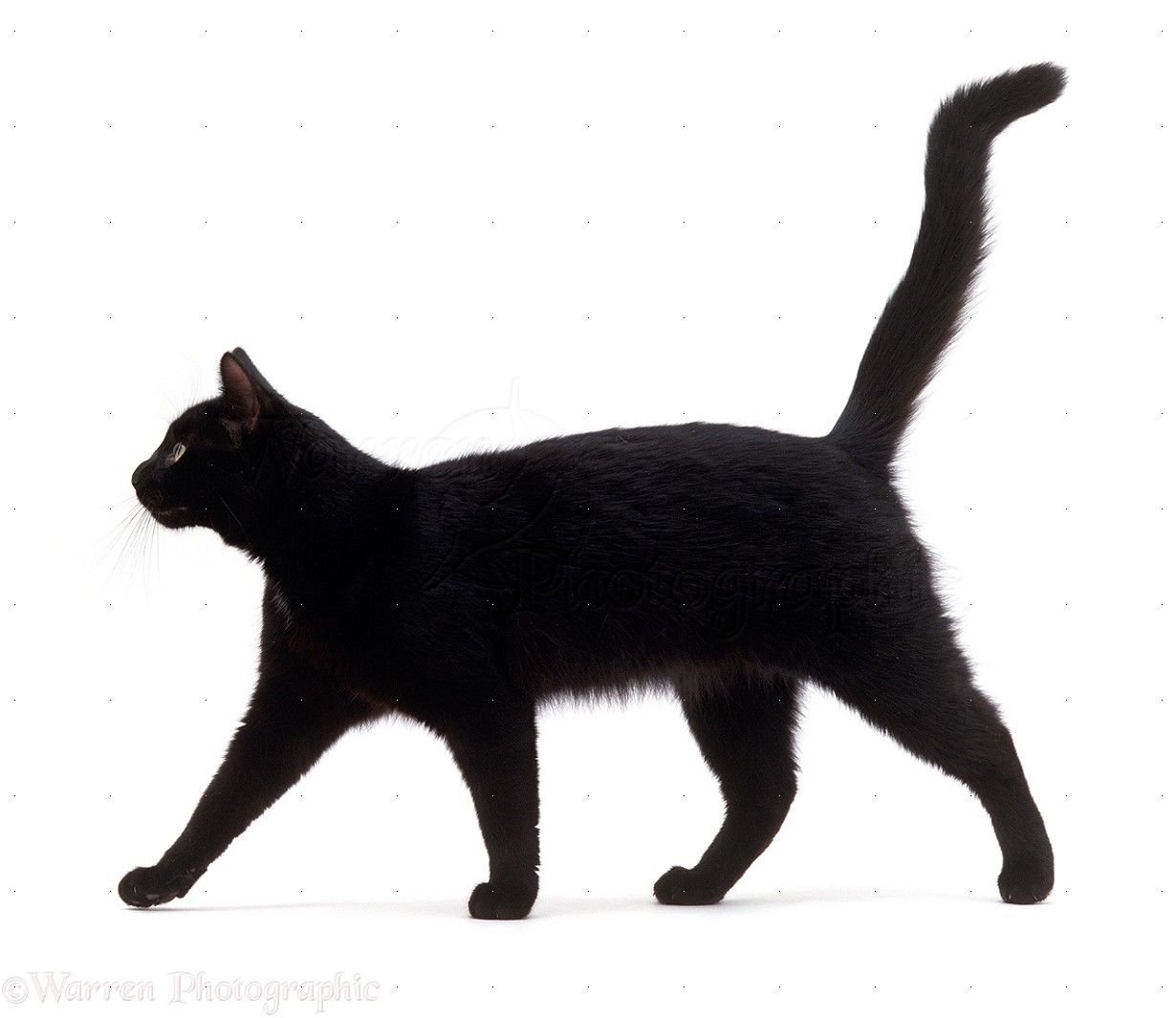 Шагающий кот. Кот идет. Чёрный кот. Кошка идет боком. Черный кот на белом фоне.