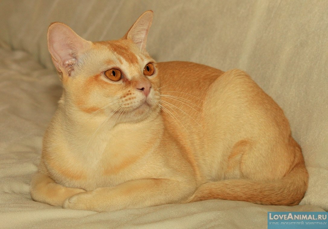Бурманская кошка рыжая - красивые фото
