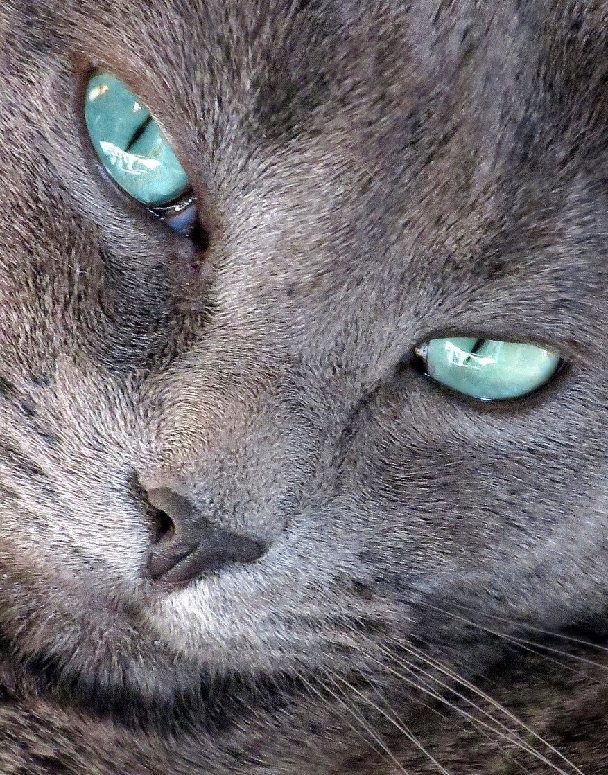 Серые коты с голубыми глазами