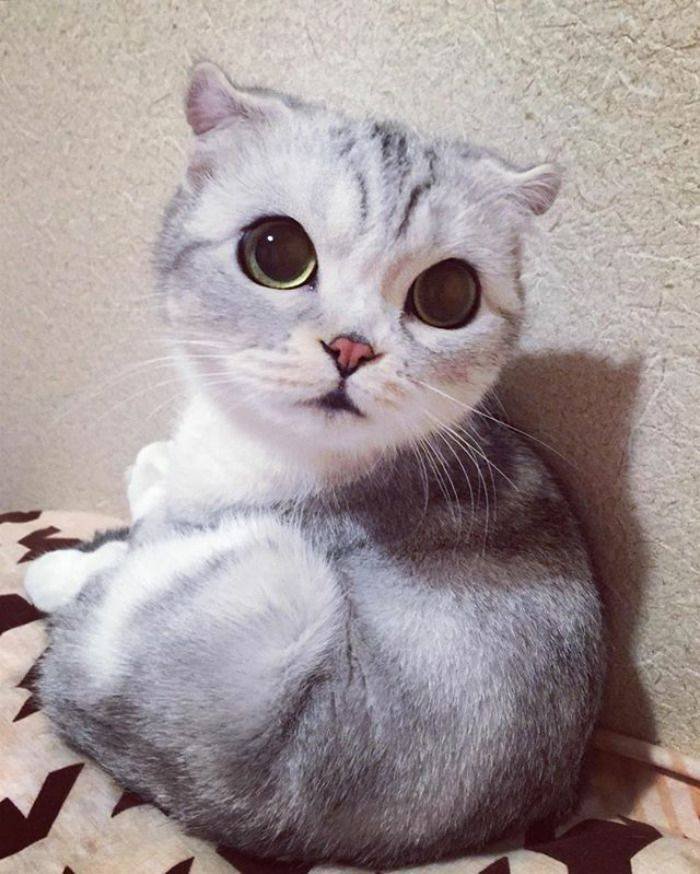 Японская порода кошек с большими глазами