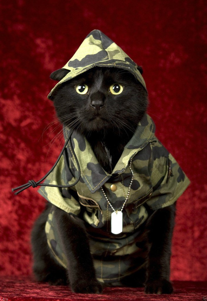 Котенок в военной форме