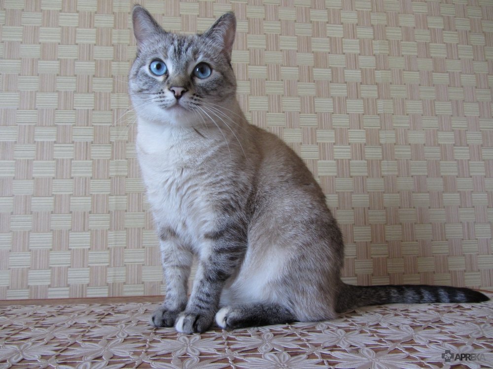 Тайская полосатая кошка - красивые фото