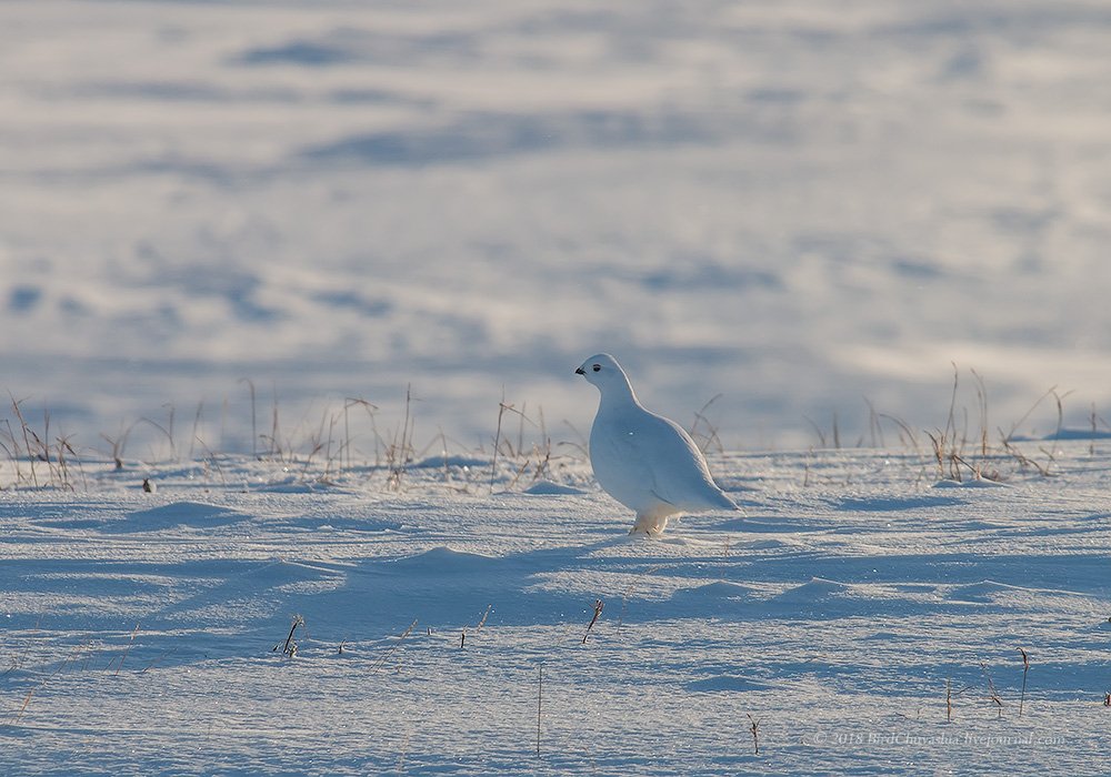 Белая полярная куропатка