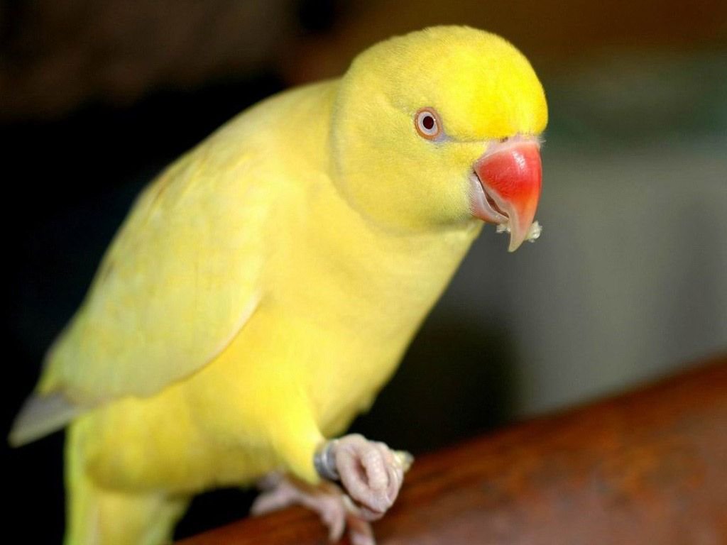 Попугай с желтым клювом