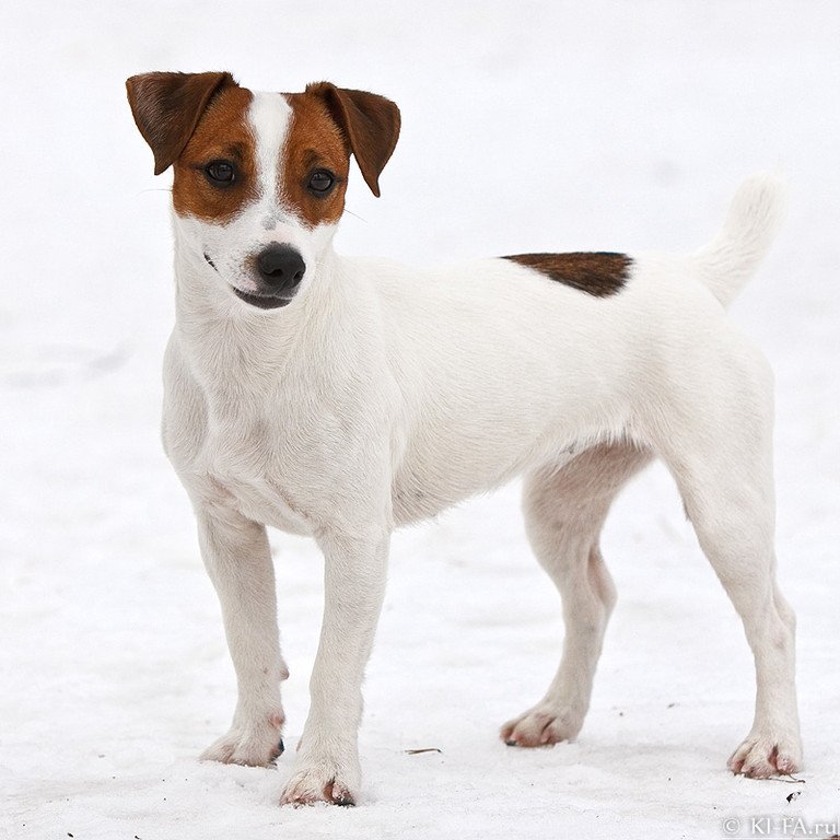 Белая собака с коричневыми пятнами - красивые фото