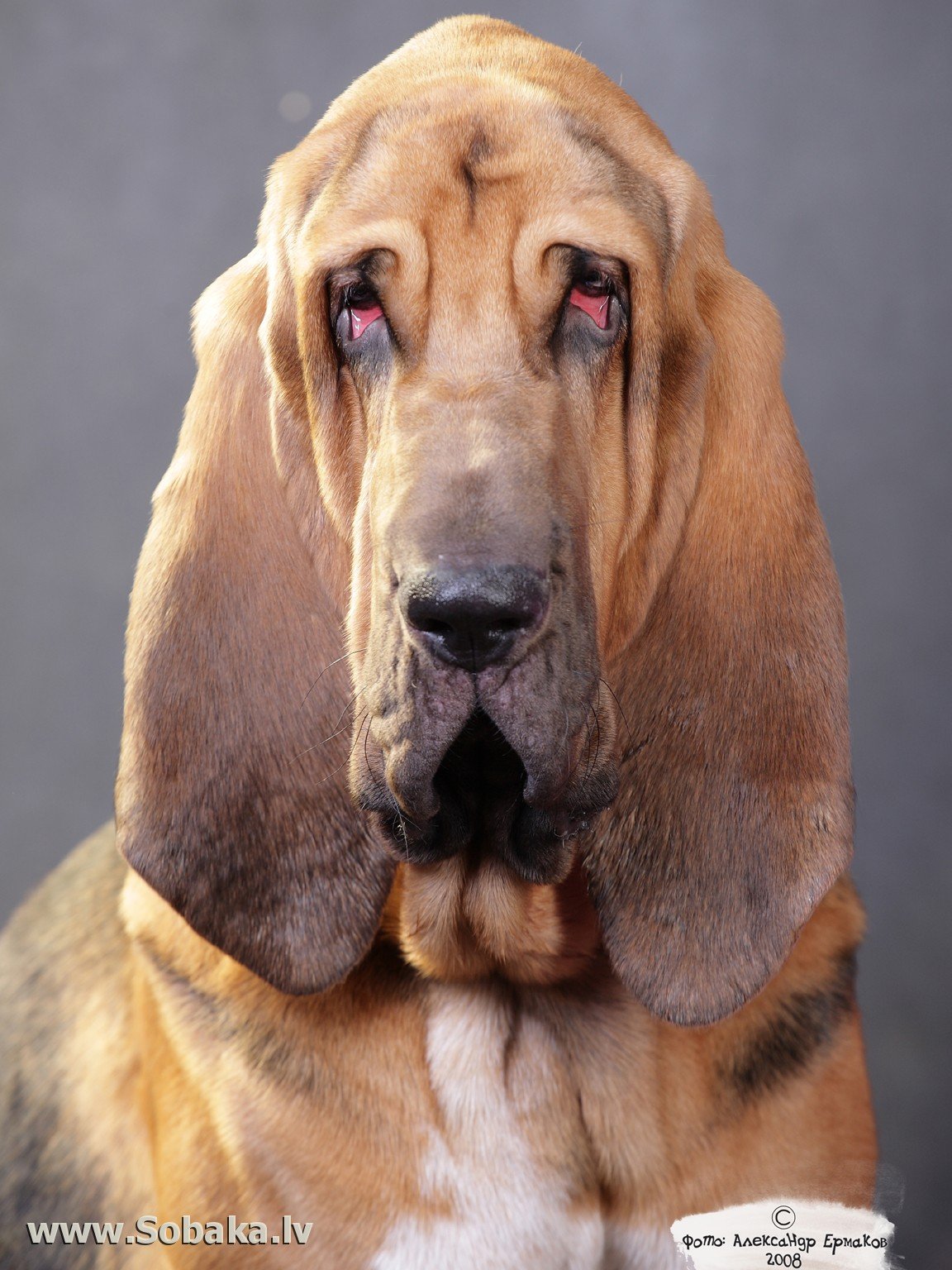 Порода собак с грустными глазами - красивые фото