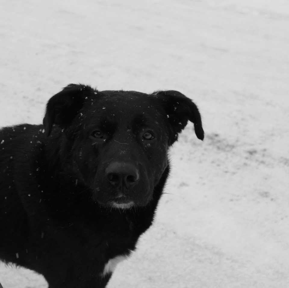 Собака дворняжка черная. Черный щенок дворняжки. Черный щенок дворняги. Беспородная собака дворняжка черная.