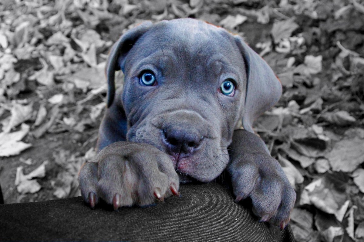 Черная собака с голубыми глазами порода