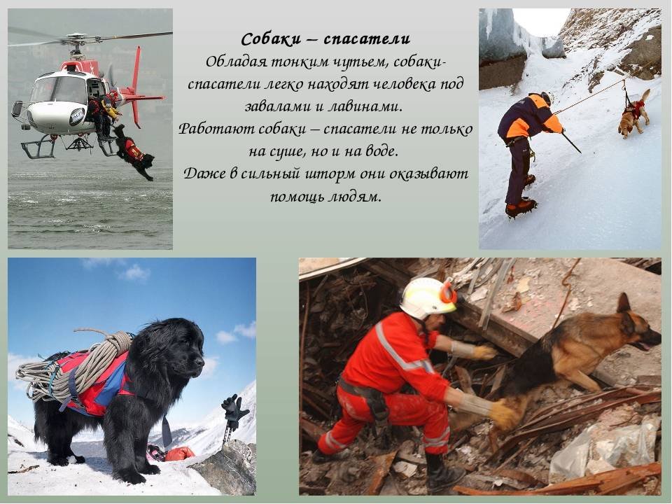 Порода собак спасателей в горах