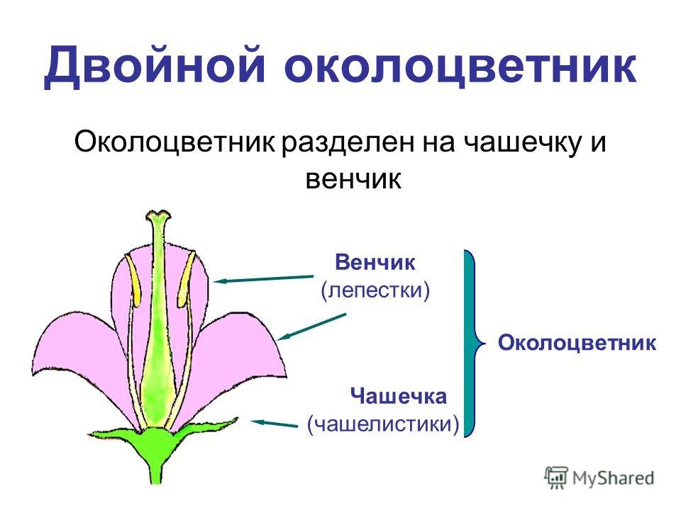 Венчик цветка растения состоит из - красивые фото
