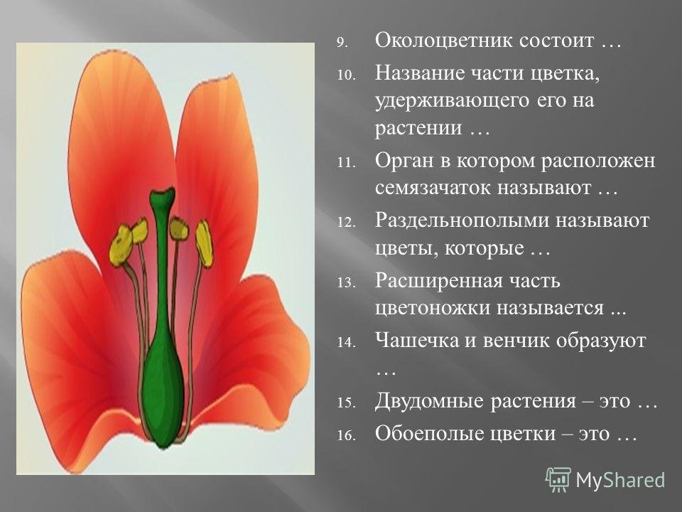 Обоеполым цветком называют. Околоцветник у цветов. Венчик цветка состоит из. Чашечка и венчик в цветке. Чашечковидный околоцветник.
