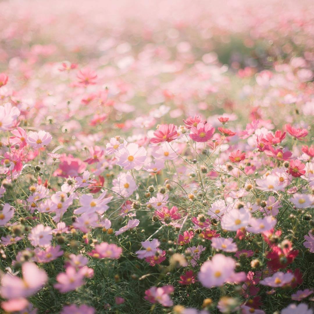 Розовые цветы образующие поля на воде