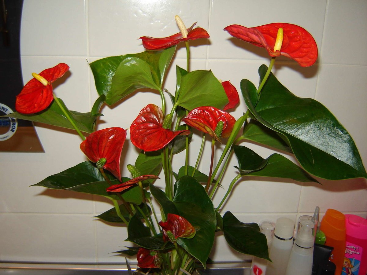 Домашний цветок с красным цветком